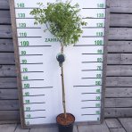 Agát biely (Robinia pseudocacacia) ´UMBRACULIFERA´ - výška 120-140 cm, kont. C5L (-34°C) - NA KMIENKU
